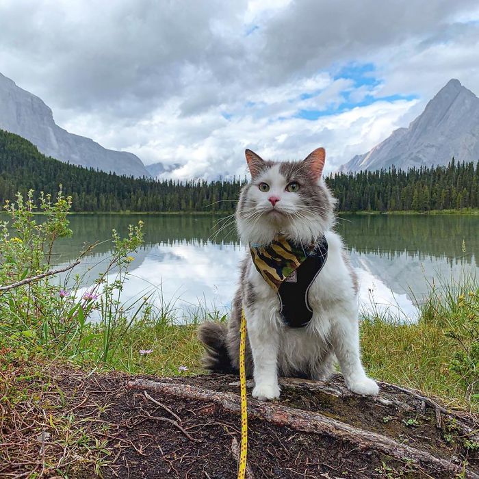 Gary The Adventure Cat