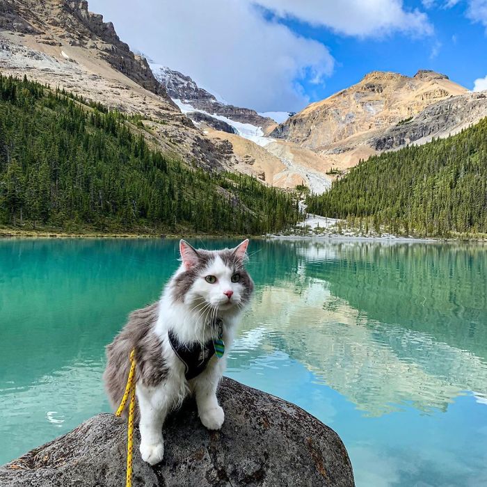 Gary The Adventure Cat