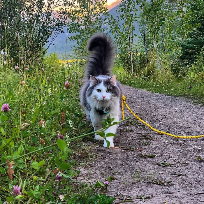 Gary The Adventure Cat