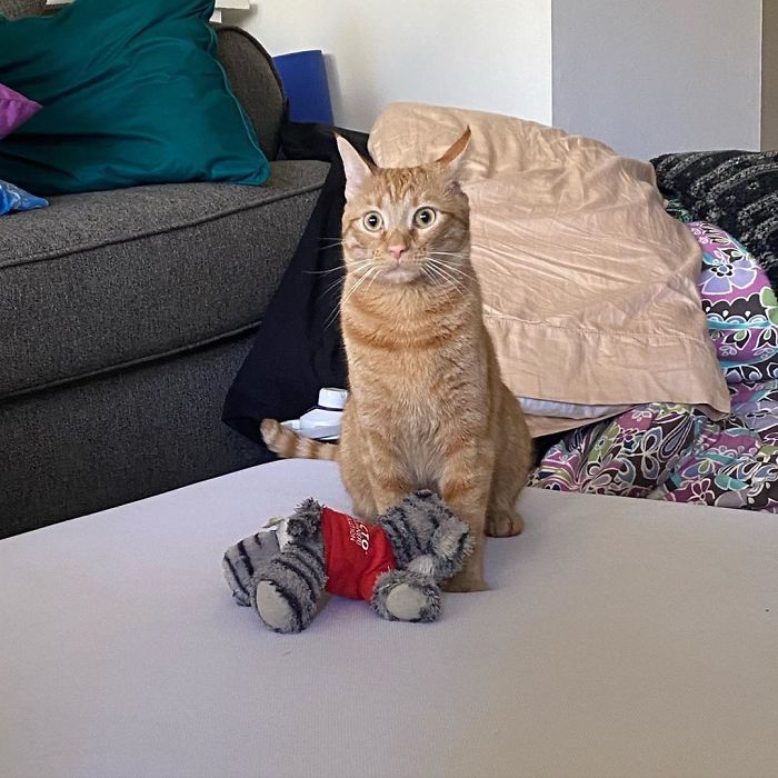 Meet Carrot, The Cat That's Gone Viral For Giving His Owners Anxiety