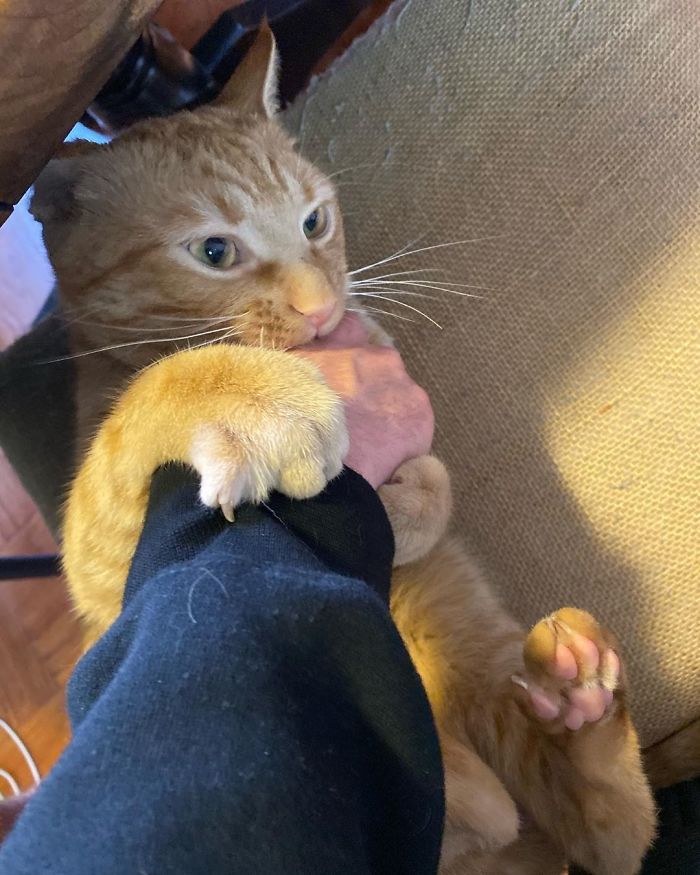 Meet Carrot, The Cat That's Gone Viral For Giving His Owners Anxiety