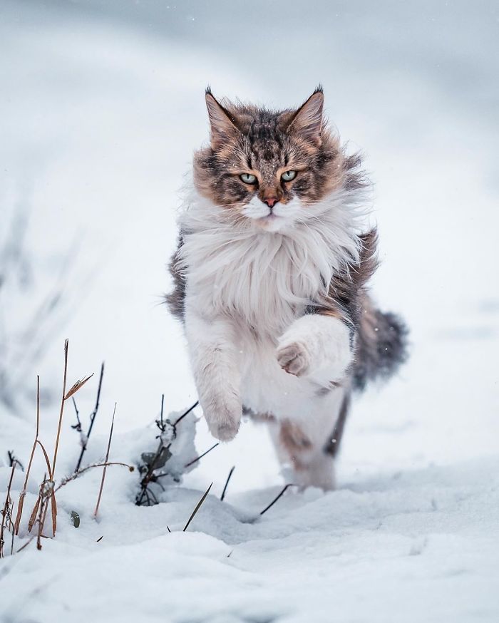 Owners Let Their Norwegian Forest Cat Roam Freely Outside, And He Looks Majestic (32 Pics)