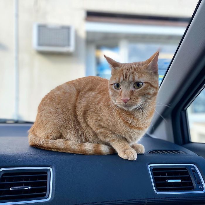 Meet Carrot, The Cat That's Gone Viral For Giving His Owners Anxiety