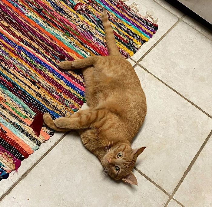 Meet Carrot, The Cat That's Gone Viral For Giving His Owners Anxiety