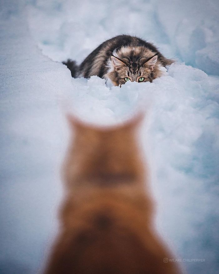 Owners Let Their Norwegian Forest Cat Roam Freely Outside, And He Looks Majestic (32 Pics)