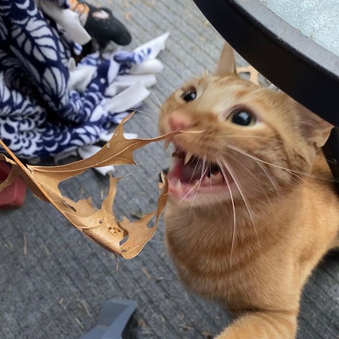 Meet Carrot, The Cat That's Gone Viral For Giving His Owners Anxiety