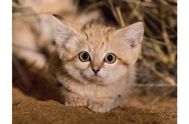 Saharan Sand Cat