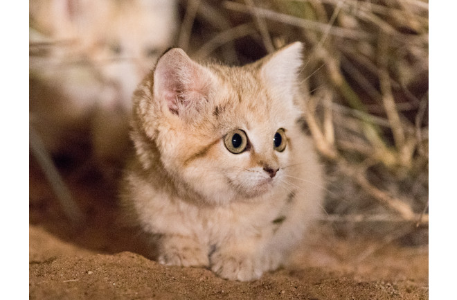 Saharan Sand Cat