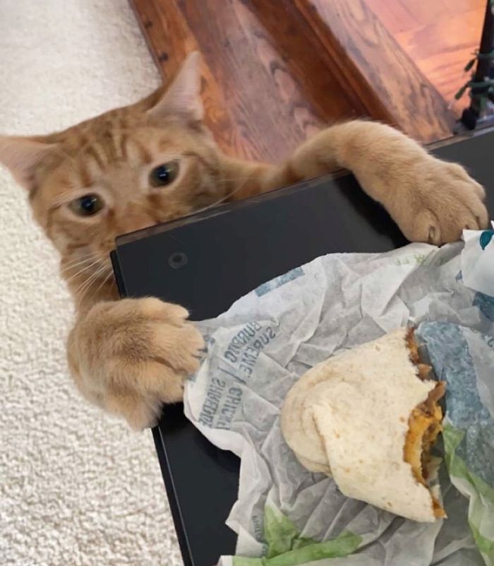 Meet Carrot, The Cat That's Gone Viral For Giving His Owners Anxiety