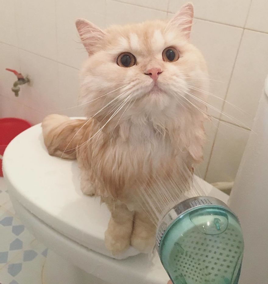 Meet Meepo, The Crazy Cat Who Loves Taking Showers