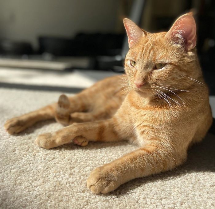 Meet Carrot, The Cat That's Gone Viral For Giving His Owners Anxiety