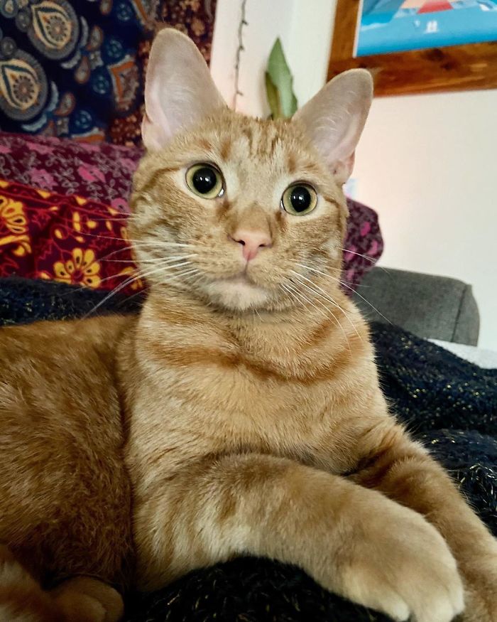 Meet Carrot, The Cat That's Gone Viral For Giving His Owners Anxiety