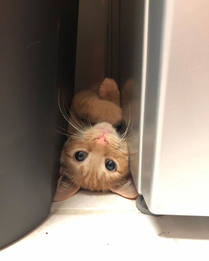 Meet Carrot, The Cat That's Gone Viral For Giving His Owners Anxiety