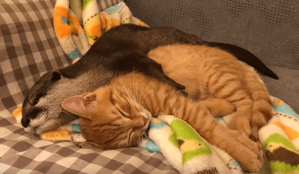 Baby Otter Cuddles With Her Kitten Friend Every Night So She Can Sleep Soundly