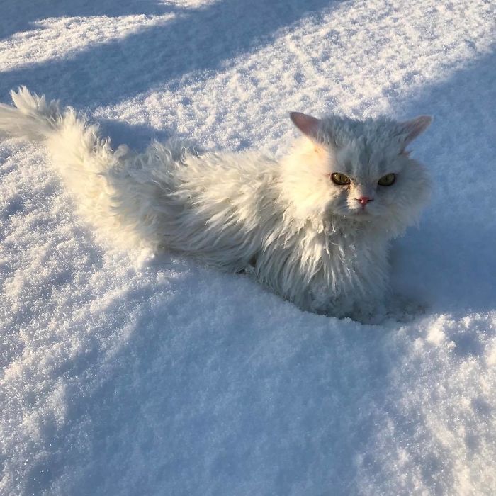 Selkirk-Rex-Angry-Cat-Chirico