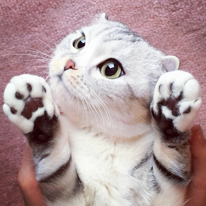 Meet Hana, A Japanese Kitty With Incredibly Big Eyes