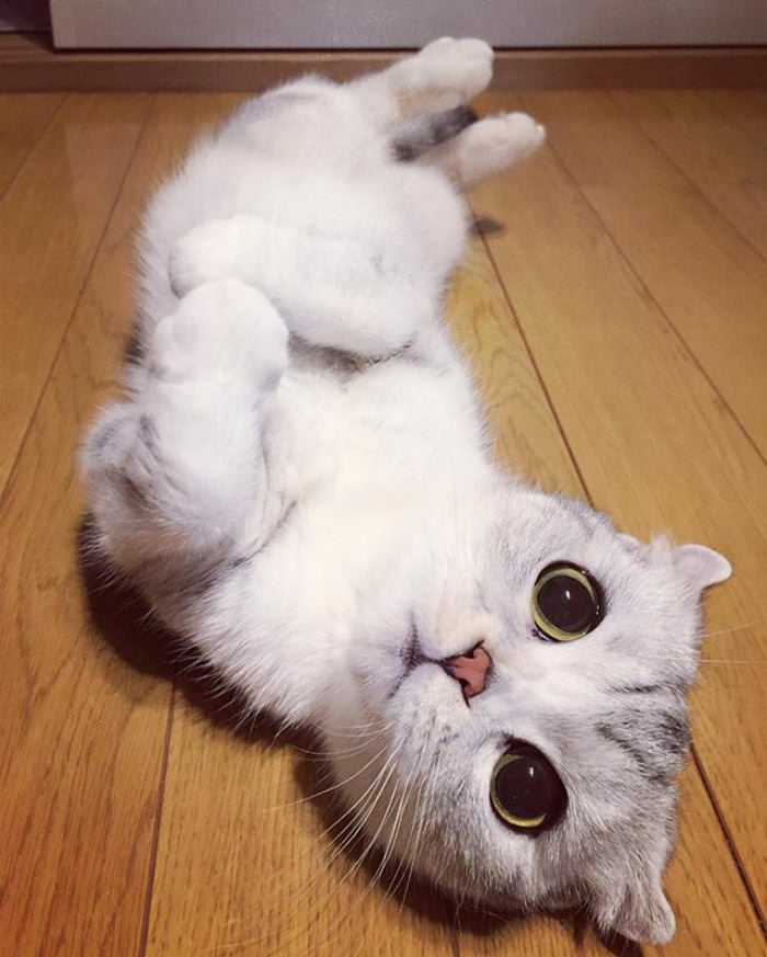 Meet Hana, A Japanese Kitty With Incredibly Big Eyes