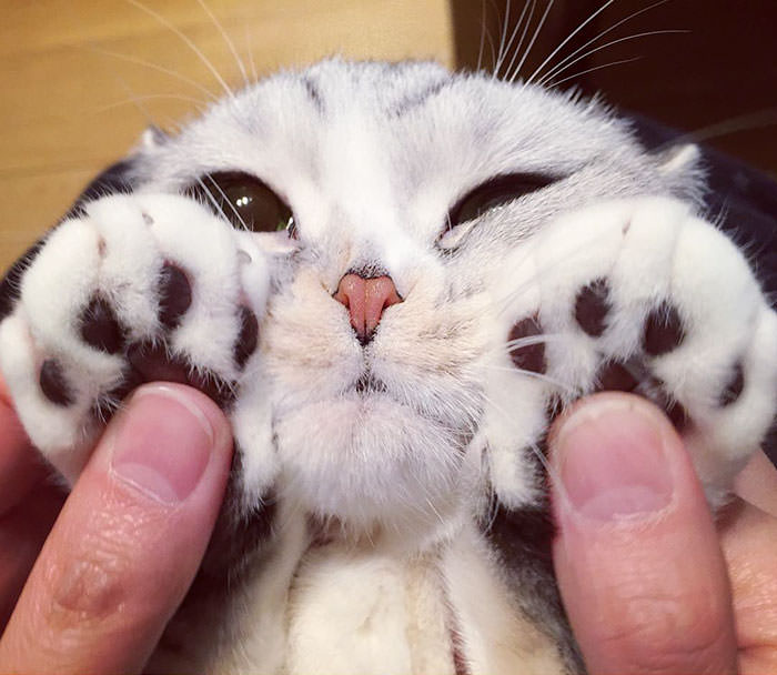 Meet Hana, A Japanese Kitty With Incredibly Big Eyes