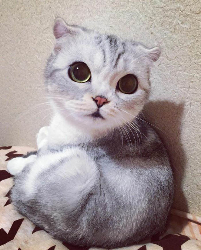 Meet Hana, A Japanese Kitty With Incredibly Big Eyes