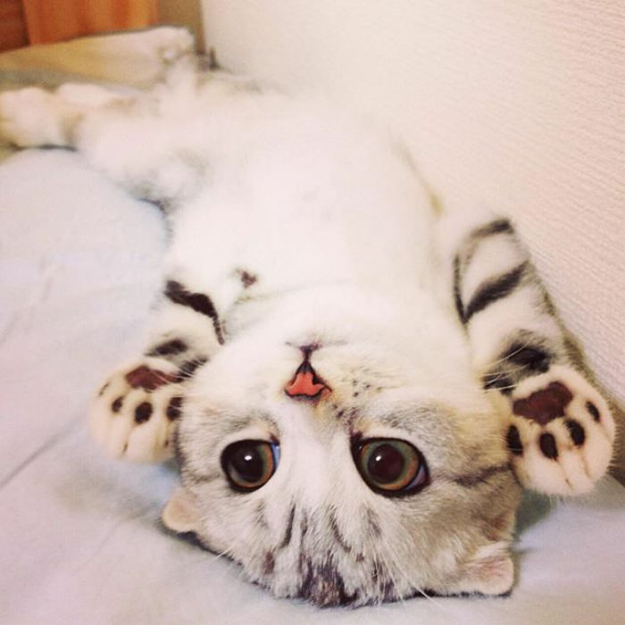 Meet Hana, A Japanese Kitty With Incredibly Big Eyes