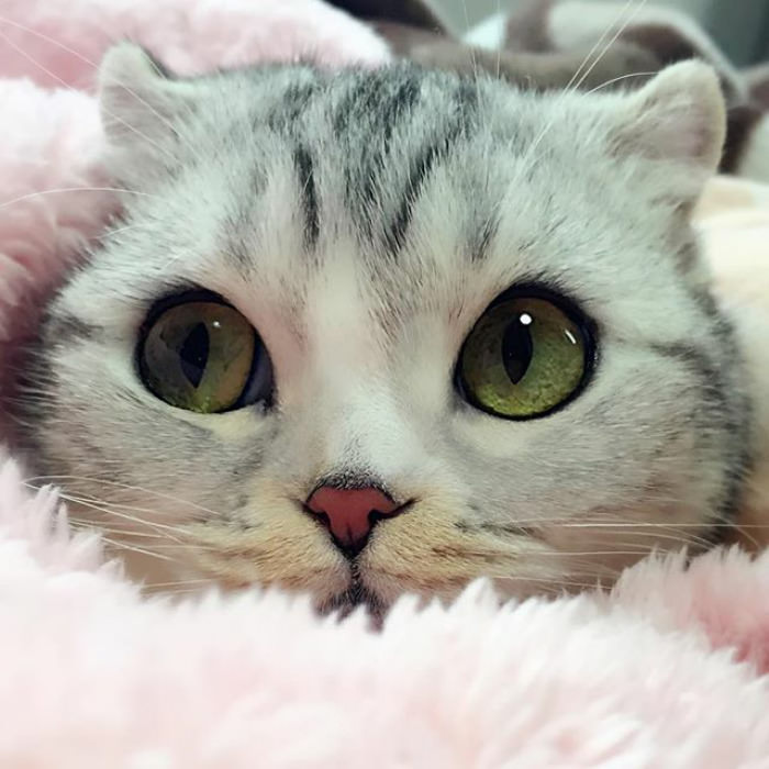 Meet Hana, A Japanese Kitty With Incredibly Big Eyes