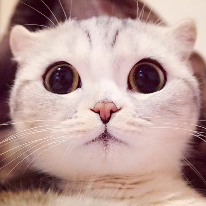 Meet Hana, A Japanese Kitty With Incredibly Big Eyes