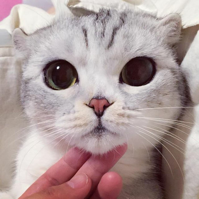 Meet Hana, A Japanese Kitty With Incredibly Big Eyes