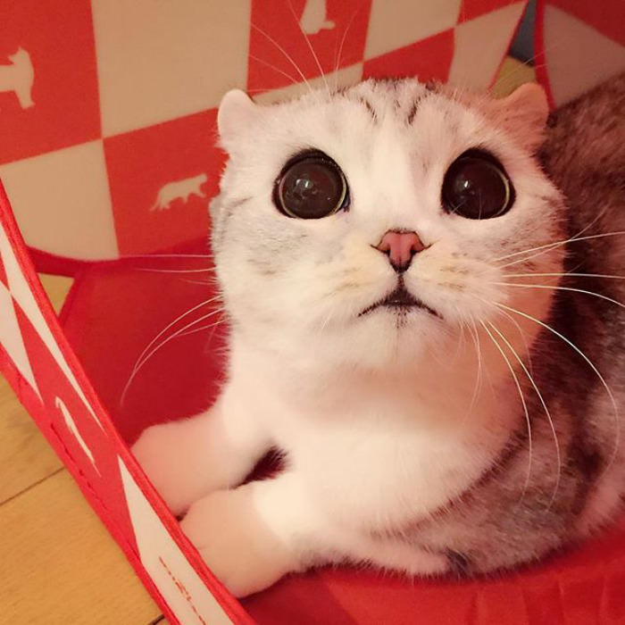 Meet Hana, A Japanese Kitty With Incredibly Big Eyes