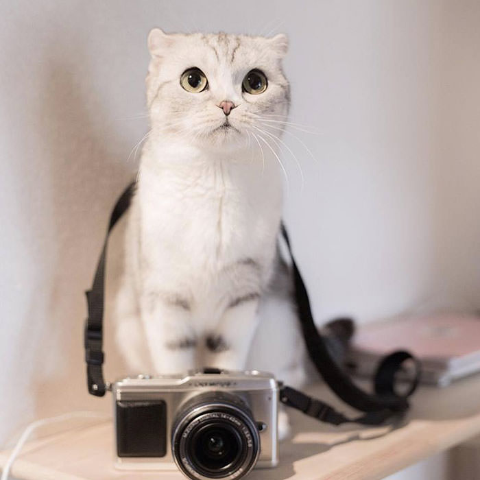 Meet Hana, A Japanese Kitty With Incredibly Big Eyes