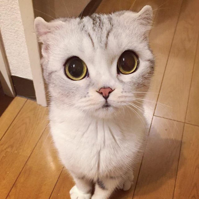 Meet Hana, A Japanese Kitty With Incredibly Big Eyes