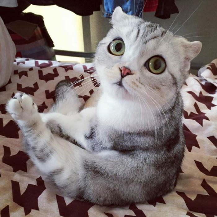 Meet Hana, A Japanese Kitty With Incredibly Big Eyes