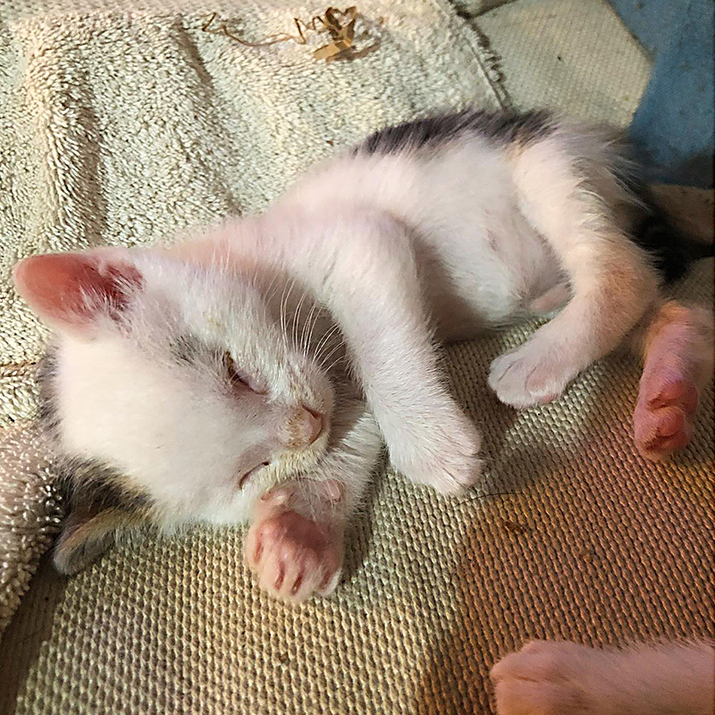 Tiny white kitten