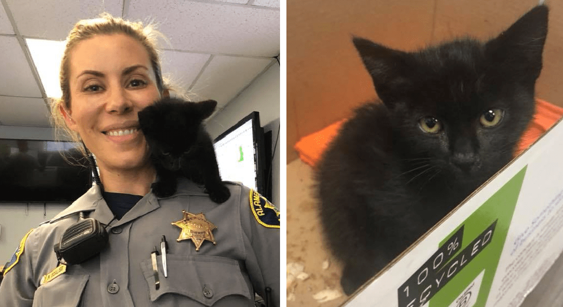 Bold Cat Takes His Place At A Police Department, Finds Job And Love!