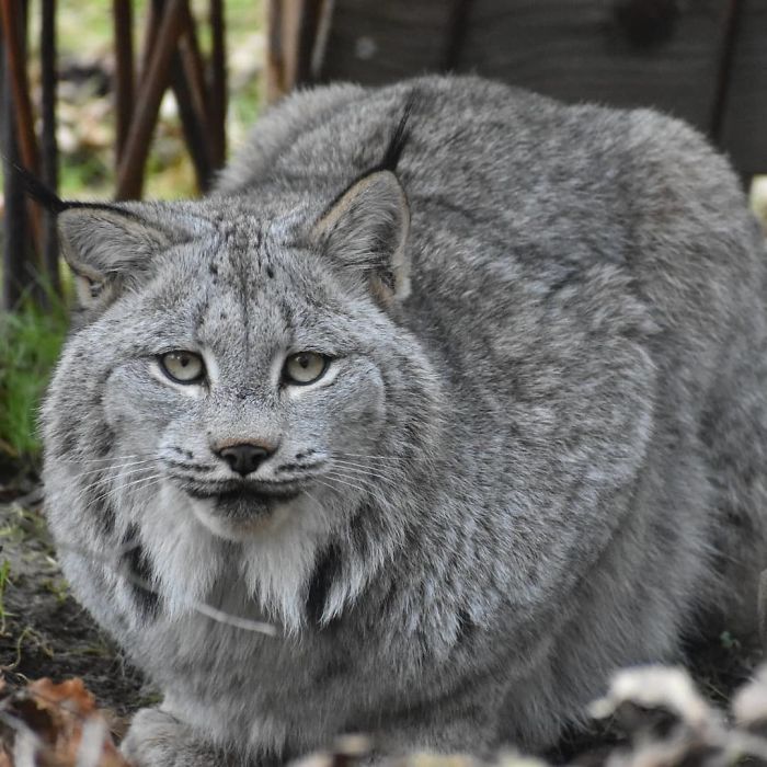 Meet The Canada Lynx Cat With Paws As Big As A Human Hand