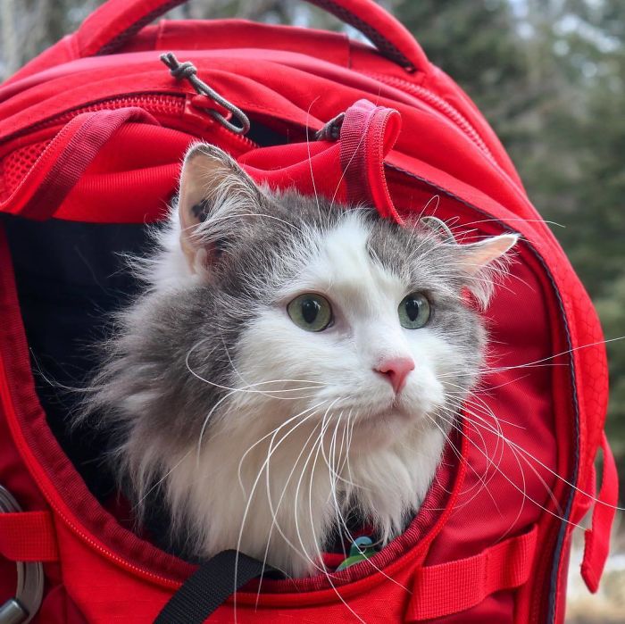 Gary The Adventure Cat