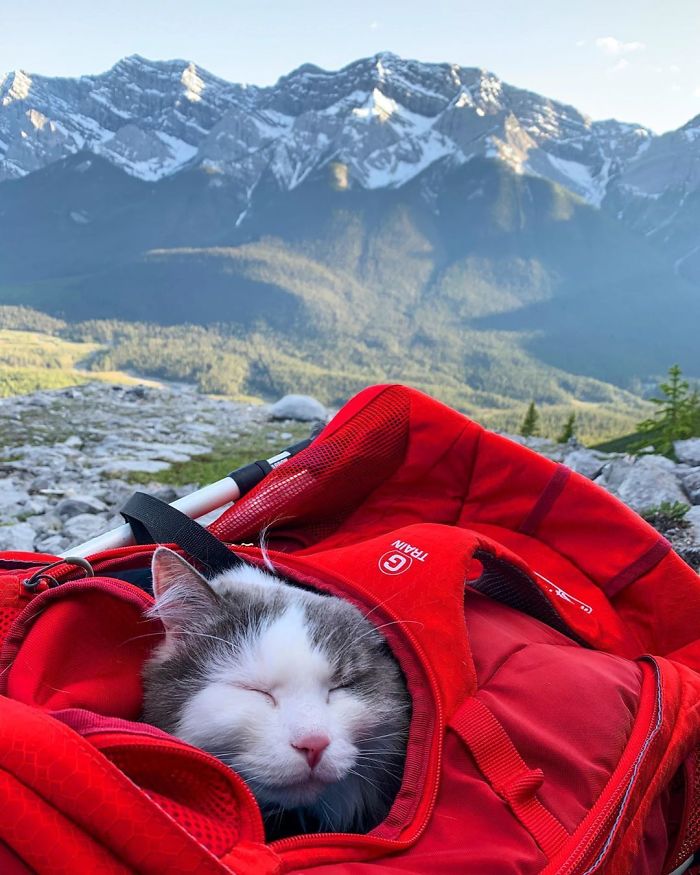 Gary The Adventure Cat