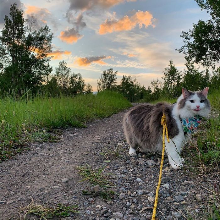 Gary The Adventure Cat