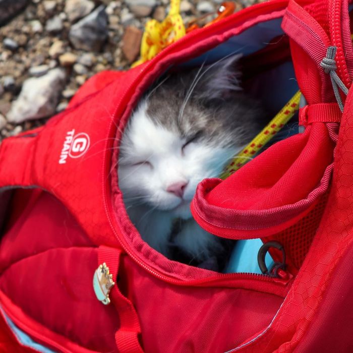 Gary The Adventure Cat