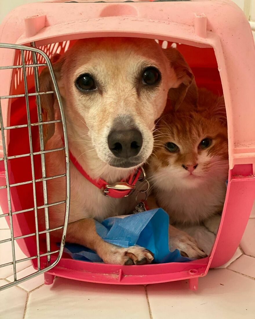 Dog Takes Shy Kittens Under Her Wing While They Build Up Courage To Interact With People