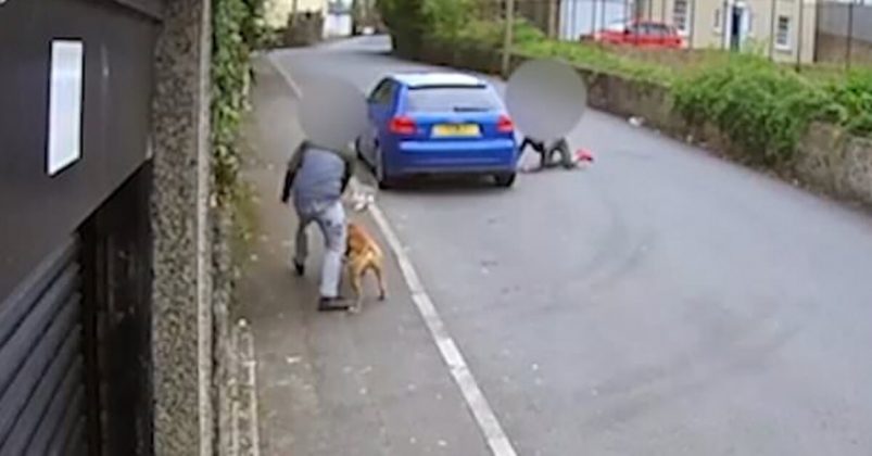 Camera Catches Teenagers Fooling Elderly Cat Into Being Mauled By Their Dog