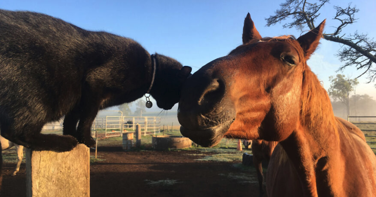 Cat And Horse Best Friends Of 7 Years Have Wonderful Morning Routine