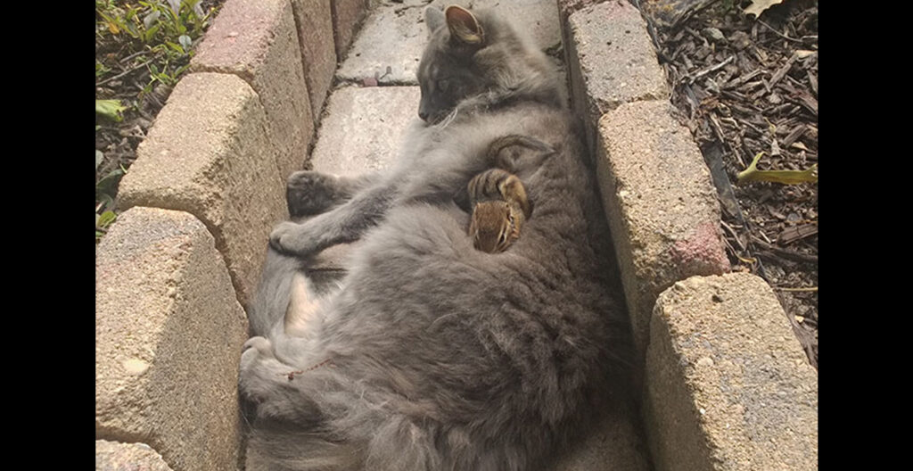 Cat Becomes Friends With A Chipmunk, Will Not Stop Cuddling