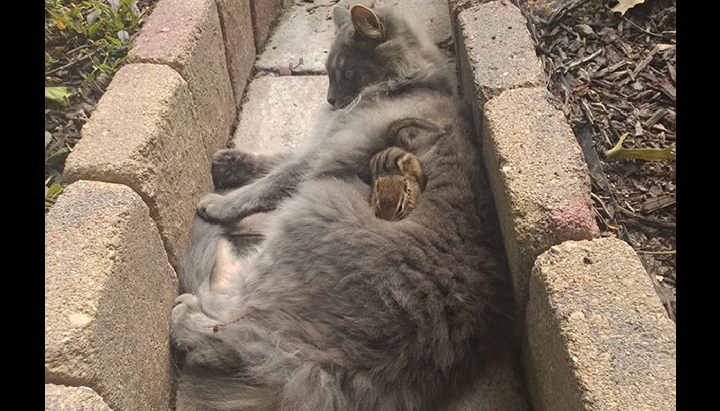 Cat Becomes Friends With A Chipmunk, Will Not Stop Cuddling