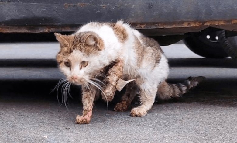 Cat Hit By A Vehicle. Veterinarians Intended To Put Him To Sleep But He Wants To Live