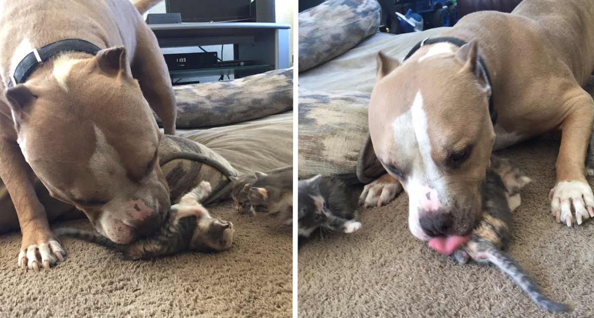 Cat Loving Pit Bull Lastly Gets The Feline Household He’s Always Desired