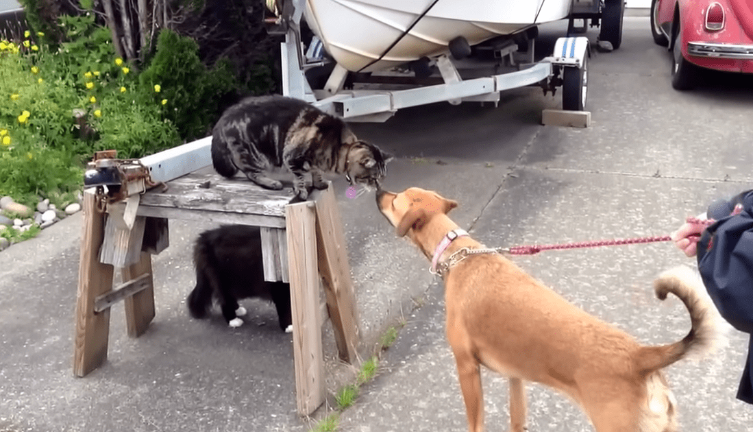 Cat Makes Friends With One Dog and Enemies With Another