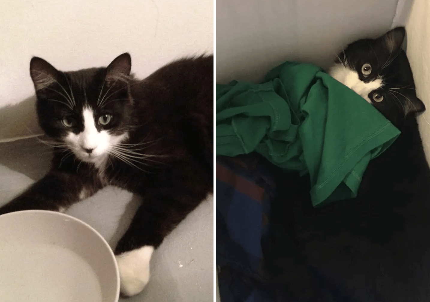 Cat Returned To Shelter 5 Times For Being Too Demanding Finally Finds His Forever Home