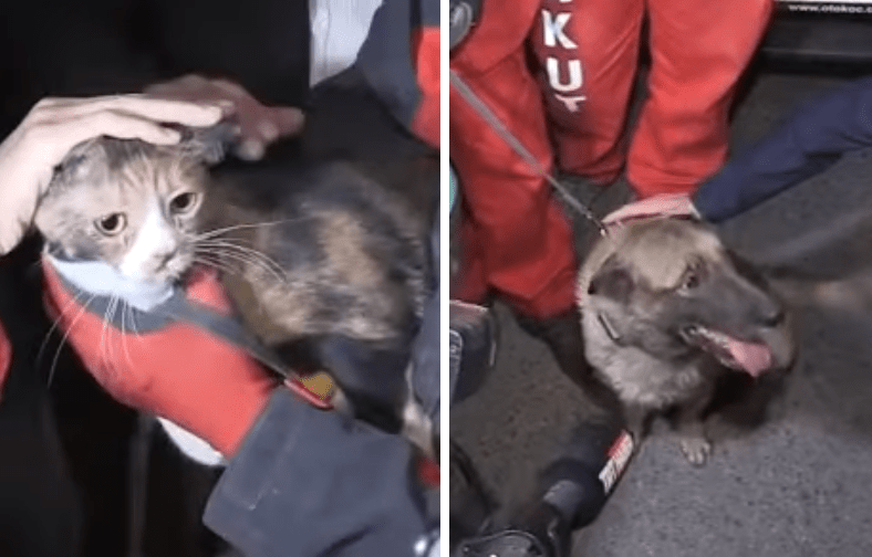 Cat Stuck Under Collapsed Building After Earthquake Saved By Hero Dog