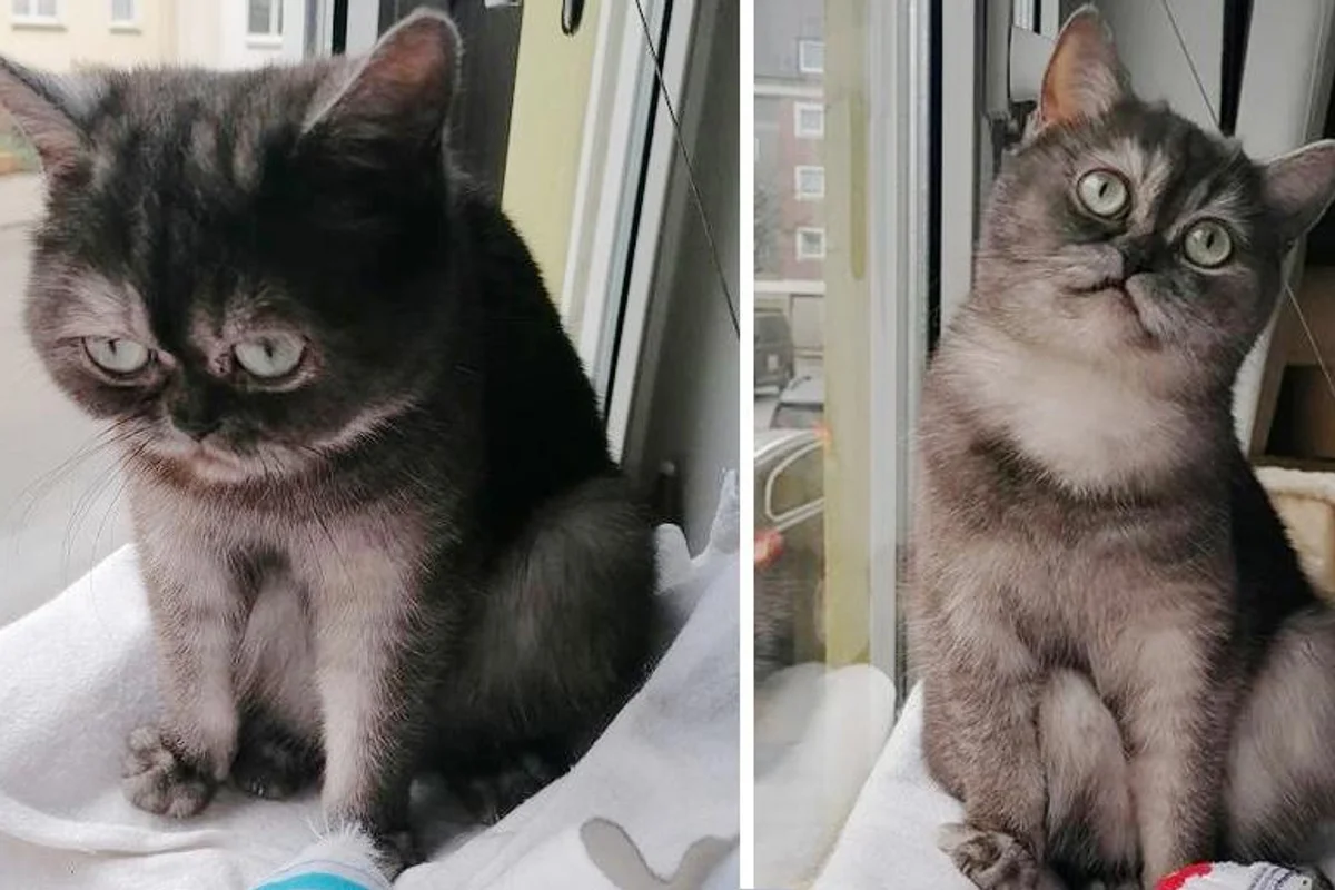 Cat Who Was Misunderstood for Her Grumpy Face, Locates Family of Her Dreams After Months of Waiting