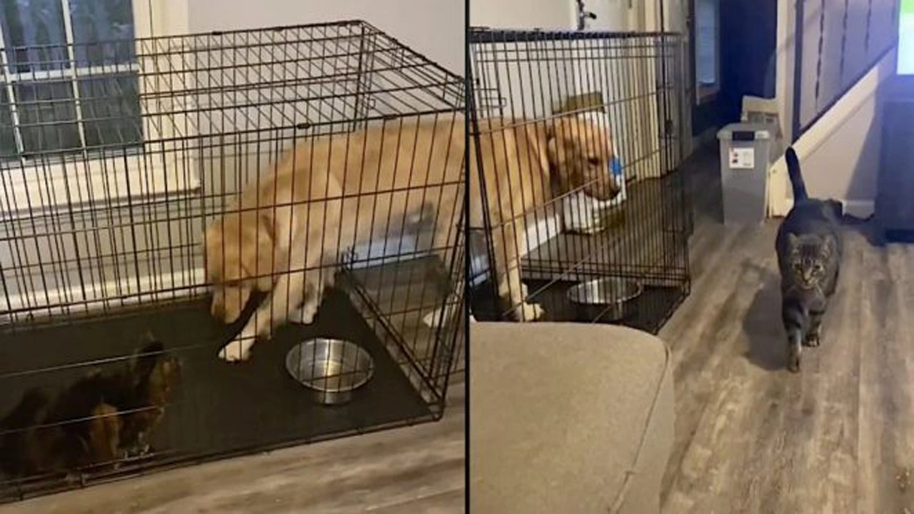 Cat Tricks Dog Into The Cage For Some Alone Time With Mommy